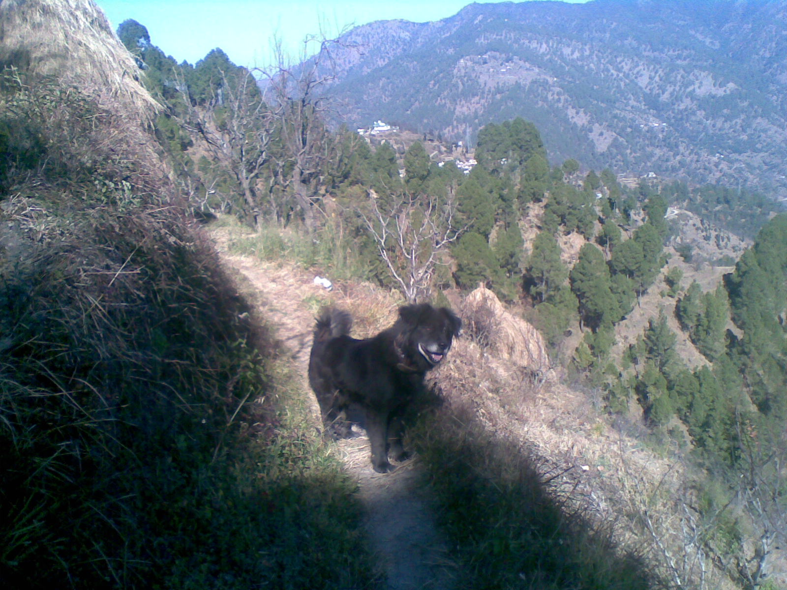 Big, black, furry hill dog standing looking out at the mountains.