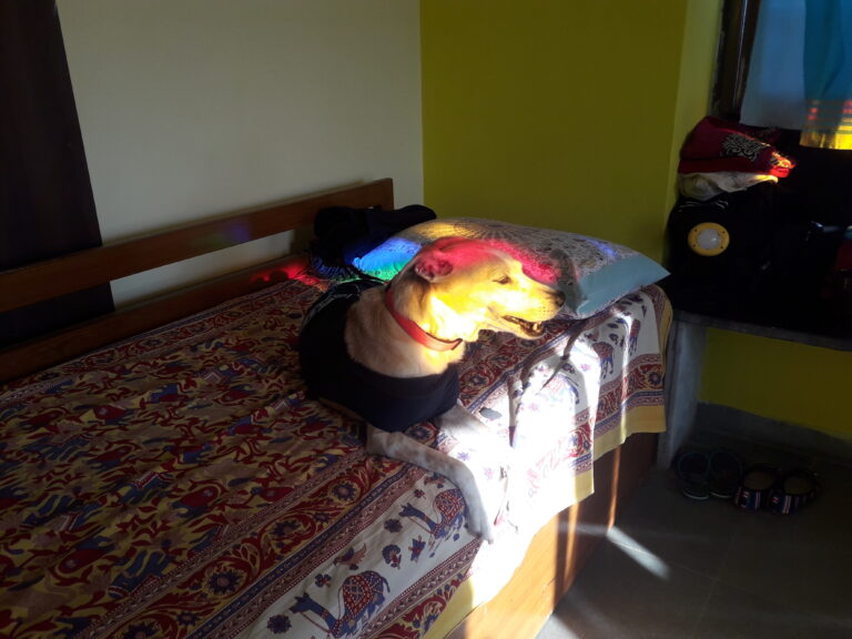 Dog Dusty sits in bed, colourful light falling on her head.