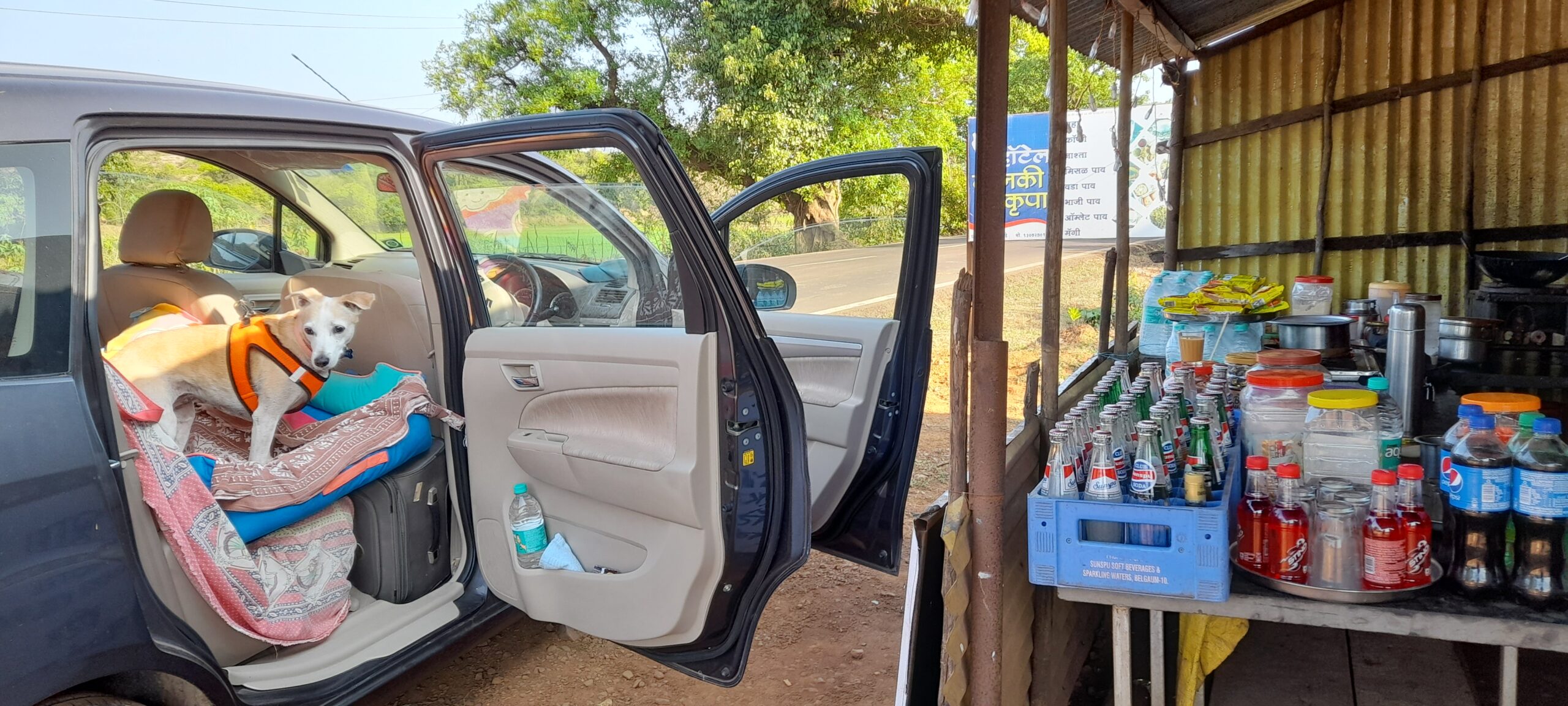 Dog Dusty looking out of the open door of the car, parked next to a highway dhaba / cafe selling snacks and drinks. The life of loved creature companions.